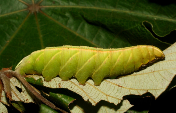 Fig. 8. <i>Pachylia syces</i></i>, (Sphingidae), larva último estadio. Area de Conservación Guanacaste, Sector Pailas, PL12. En planta hospedera <i>Cecropia peltata</i></i>, (Urticaceae). (13-SRNP-56719-DHJ492137.jpg).