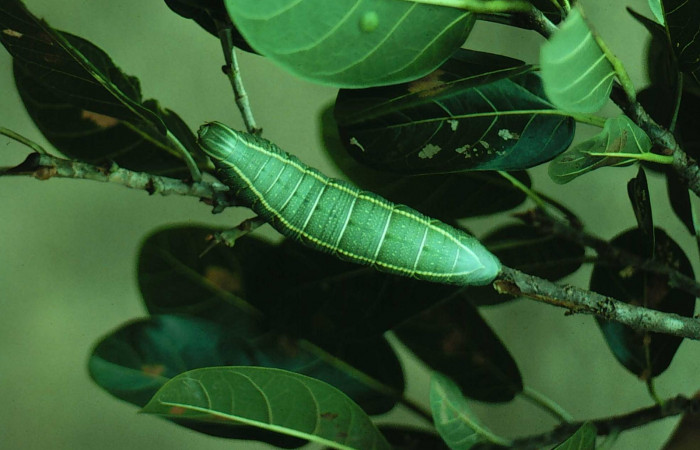 Fig. 1. Larva último estadio, <i>Pachylia syces</i></i> (Sphingidae). En su planta hospedera, <i>Ficus crassinervia</i></i> (Moraceae). Area de Conservación Guanacaste, Sector Santa Rosa, Casona Santa Rosa. (81-SRNP-1078-DHJ3308.jpg).