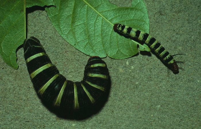 Fig. 9. <i>Pachylia syces</i></i>, (Sphingidae). Esta es una imagen para mostrar como se puede camuflar otra especie de larva de mariposa, la larva de la derecha es <i>Arsenura arianae</i></i>, (Saturniidae) y la de la izquierda es <i>Pachylia syces</i></i>, (Sphingidae), en prepupa. Area de Conservación Guanacaste, Sector Santa Rosa, Casona Santa Rosa. (81-SRNP-900-DHJ3002.jpg).