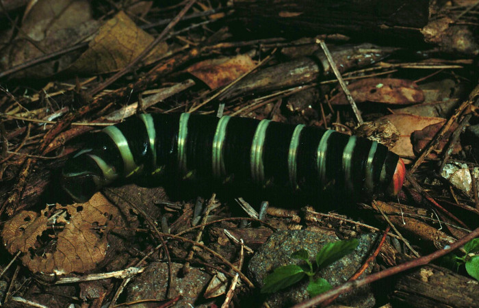 Fig. 12. Prepupa <i>Pachylia syces</i></i>, (Sphingidae). Area de Conservación Guanacaste, Sector Santa Rosa, Cafetal. En este estado su cambio de color es totalmente impresionante. (87-SRNP-572-DHJ9863.jpg).