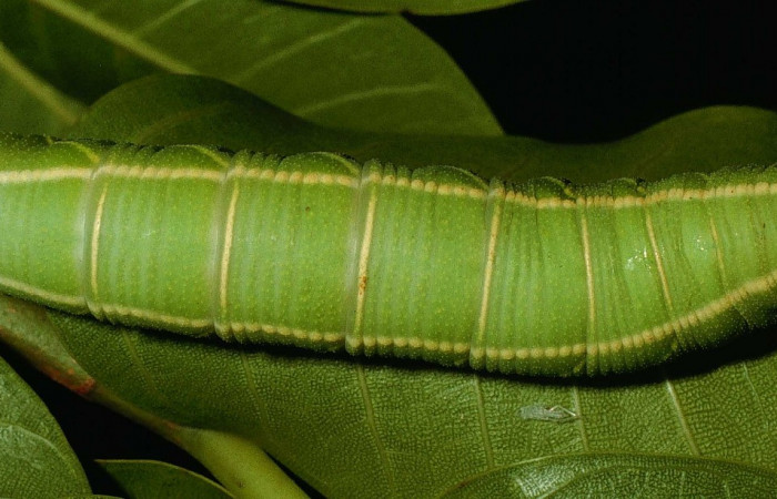 Fig. 6. <i>Pachylia syces</i></i>, (Sphingidae), larva último estadio. Area de Conservación Guanacaste, Sector San Cristóbal, Río Blanco Abajo. (95-SRNP-4573-DHJ23095.jpg).