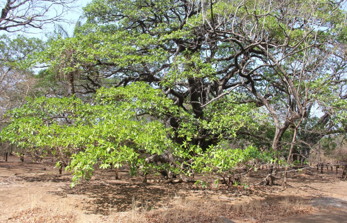 Fig. 15. Hábitat, <i>Ficus croata</i></i> (introduced), familia (Moraceae), planta hospedera de <i>Pachylia syces</i></i> (Sphingidae). Area de Conservación Guanacaste, Parque Nacional Santa Rosa, Casona Santa Rosa. Foto: Parataxónomo Manuel Pereira 04/21/2020.