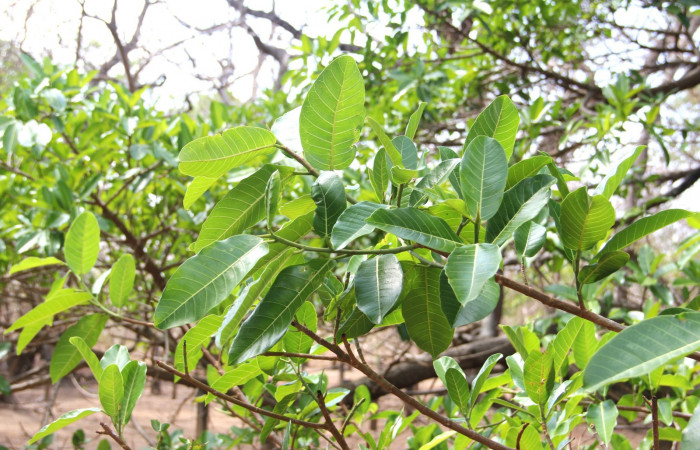Fig. 16. <i>Ficus croata</i></i> (introduced), familia (Moraceae), planta hospedera de </i>Pachylia syces</i> (Sphingidae). Area de Conservación Guanacaste, Parque Nacional Santa Rosa, Casona Santa Rosa. Foto: Parataxónomo Manuel Pereira 04/21/2020.