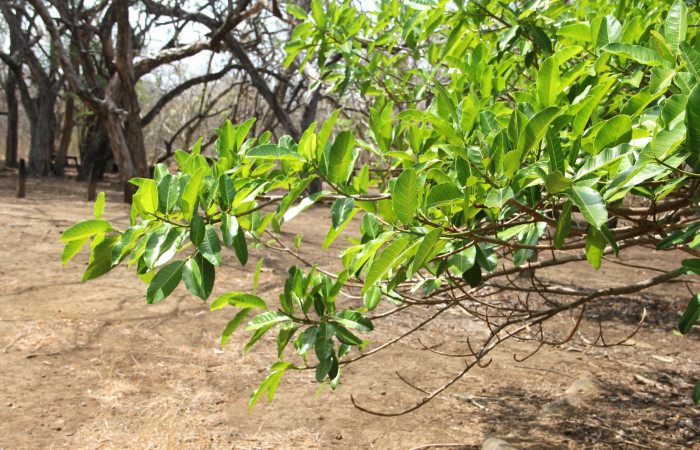 Fig. 17. <i>Ficus croata</i></i> (introduced), familia (Moraceae), planta hospedera de <i>Pachylia syces</i></i> (Sphingidae). Area de Conservación Guanacaste, Parque Nacional Santa Rosa, Casona Santa Rosa. Foto: Parataxónomo Manuel Pereira 04/21/2020.