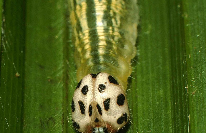 Fig.11. Mostrando cabeza de <i>Damas immacula</i></i>. Larva mide 42mm de longitud en último estadio vista frontal. Voucher : 00-SRNP-11637-DHJ54543.jpg.