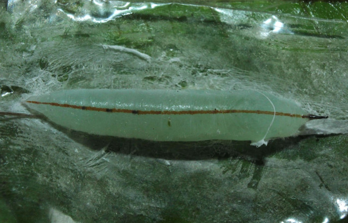 Fig.14. Pupa de <i>Damas clavus</i></i>. 36mm de longitud. Voucher : 16-SRNP-70848-DHJ732978.jpg.