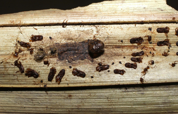 Fig.15. Pupa de <i>Damas clavus</i></i>. 36mm de longitud. Voucher : 16-SRNP-70848-DHJ732978.jpg.