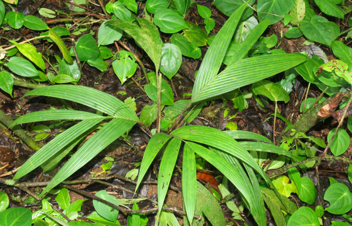 Fig.16. Planta hospedera de <i>Damas immacula</i></i>, <i>Calyptrogyne trichostachys</i></i> (Arecaceae).