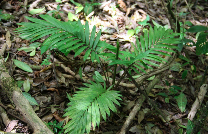 Fig.17. Planta hospedera de <i>Damas immacula</i></i>, <i>Prestoea decurrens</i></i> planta juvenil (Arecaceae).