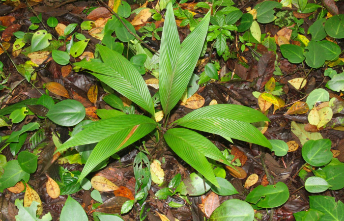 Fig.18. Planta hospedera de <i>Damas immacula</i></i>, <i>Asterogyne martiana</i></i> (Arecaceae).