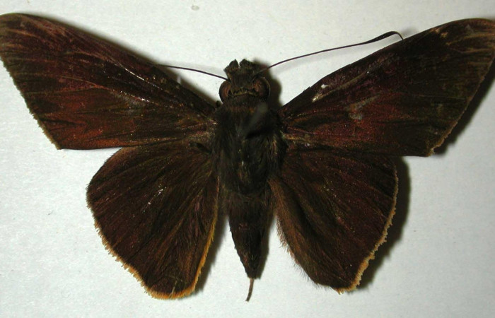 Fig.3. Adulto de <i>Damas immacula</i></i>. Macho 46mm  de longitud vista dorsal. Voucher: 00-SRNP-11636-DHJ32980.jpg.
