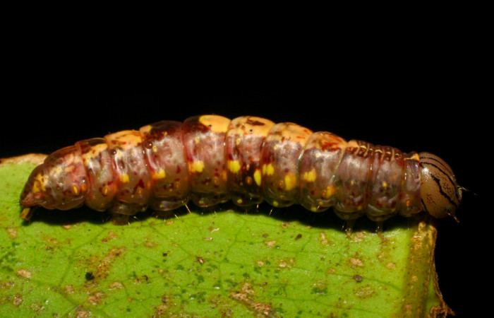 Fig.10. Prepupa de <i>Disphragisella</i></i> deliraICG02. Mide 26mm de longitud. Voucher : 06-SRNP-33720-DHJ416309.jpg.