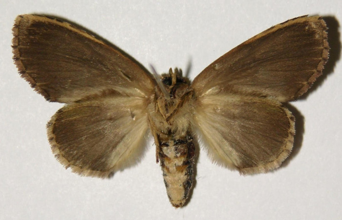 Fig.3. Adulto de <i>Disphragisella</i></i> deliraICG02. Hembra 40mm de longitud vista ventral. Voucher 03-SRNP-21173-DHJ302557.jpg.