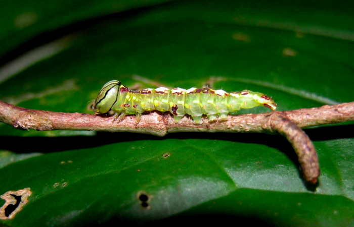 Fig.7. Larva de <i>Disphragisella</i></i> deliraICG02, penúltimo estadío.  Mide 17mm de longitud. Voucher : 04-SRNP-55376-DHJ402020.jpg.