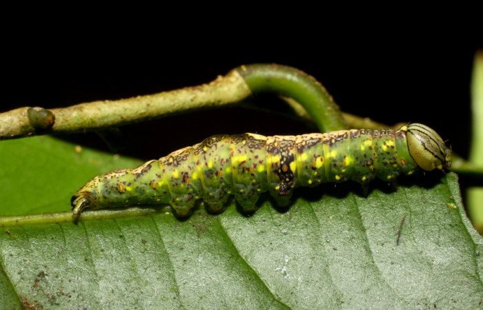 Fig.8. Larva de <i>Disphragisella</i></i> deliraICG02, último estadío. Mide 30mm de longitud. Voucher : 11-SRNP-31626-DHJ482541.jpg.