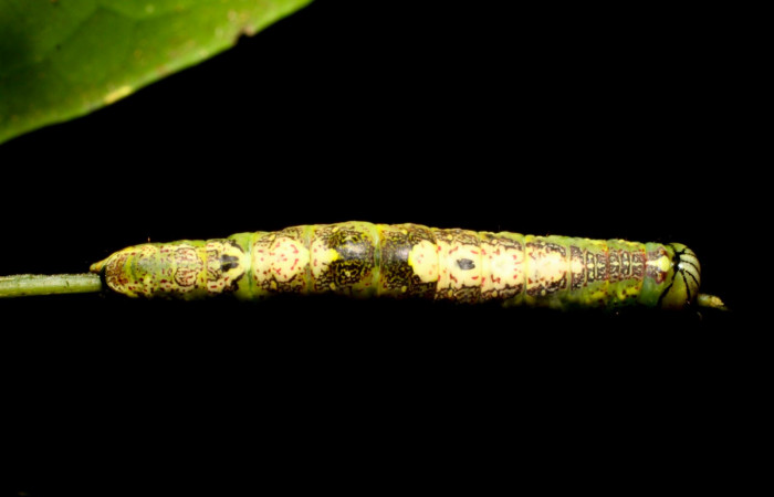 Fig.9. Larva de <i>Disphragisella</i></i> deliraICG02, último estadío. Mide 30mm de longitud. Voucher : 11-SRNP-31626-DHJ482543.jpg.