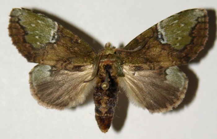 Fig.1. Adulto de <i>Disphragisella</i></i> deliraICG02. Hembra 40mm de longitud vista dorsal. Voucher : 03-SRNP-21173-DHJ302556.jpg.