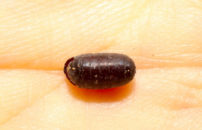 Fig.11. Pupario Tachinidae, parásito Lespesia Wood33DHJ15 de <i>Disphragisella</i></i> deliraICG02. Voucher : 09-SRNP-30831-DHJ469653.jpg.