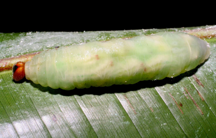 Fig.12. Como ejemplo de larvas de parásito de la familia (Tachinidae), en la larva <i>Talides </i></i>Burns. Voucher : 08-SRNP-41154-DHJ442320.jpg.
