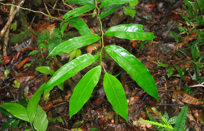 Fig. 14. Mostrando hojas de <i>Drypetes standleyi</i></i>,
planta hospedera de <i>Disphragisella</i></i> deliraICG02.  (Putranjivaceaees). 