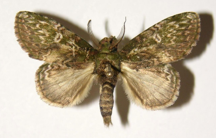 Fig.2. Adulto de <i>Disphragisella</i></i> deliraICG02. Macho 32mm de longitud vista dorsal. Voucher : 04-SRNP-33213-DHJ300350.jpg.