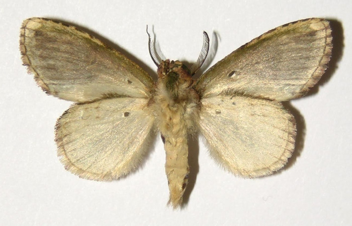 Fig.4. Adulto de <i>Disphragisella</i></i> deliraICG02. Macho 32mm de longitud vista dorsal. Voucher : 04-SRNP-33213-DHJ300351.jpg.