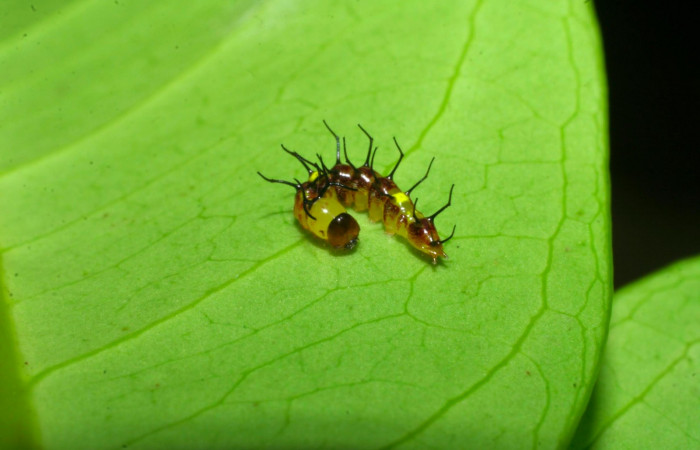 Fig.5. Larva de <i>Disphragisella</i></i> deliraICG02, en primer estadío. Mide 7mm de longitud. Voucher : 08-SRNP-32103-DHJ445648.jpg.