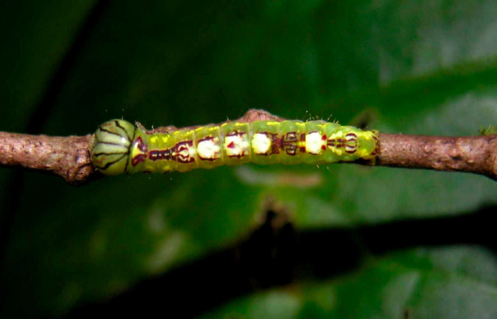 Fig.6. Larva de <i>Disphragisella</i></i> deliraICG02, penúltimo estadío. Mide 17mm de longitud. Voucher : 04-SRNP-55376-DHJ402021.jpg.