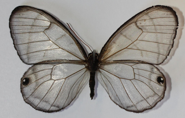 Fig.1. Adulto de <i>Dulcedo polita</i></i> en posición dorsal, mide 55 milímetros de longitud con las alas extendidas. Voucher : 13-SRNP-43563-DHJ583778.jpg.