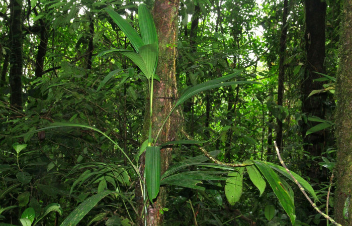 Fig.10.Planta hospedera de <i>Dulcedo polita</i></i>, <i>Asplundia microphylla</i></i> (Cyclanthaceae) IMG_3730.jpg.