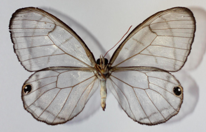 Fig. 2. Adulto de <i>Dulcedo polita</i></i> en posición ventral, mide 55 milímetros de longitud con las alas extendidas. Voucher : 13-SRNP-43563-DHJ583779.jpg.