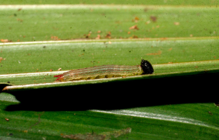 Fig.3. Larva de <i>Dulcedo polita</i></i> en posición lateral, mide 8 milímetros de longitud. Voucher : 09-SRNP-40935-DHJ459436.jpg.