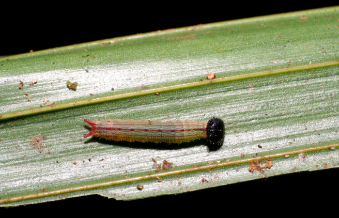 Fig.4. Larva de <i>Dulcedo polita</i></i> en posición dorsal, mide 8 milímetros de longitud. Voucher : 09-SRNP-40935-DHJ459438.jpg.