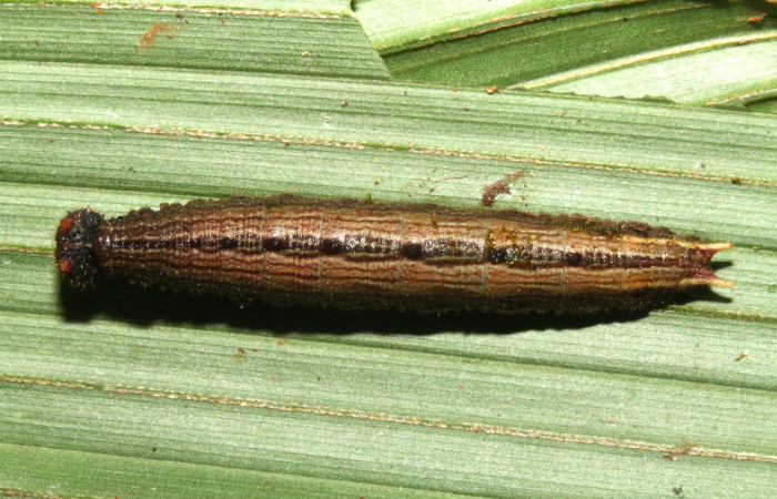 Fig.6. Larva de <i>Dulcedo polita</i></i> en posición lateral, mide 24 milímetros de longitud. Voucher : 13-SRNP-43562-DHJ708240.jpg.