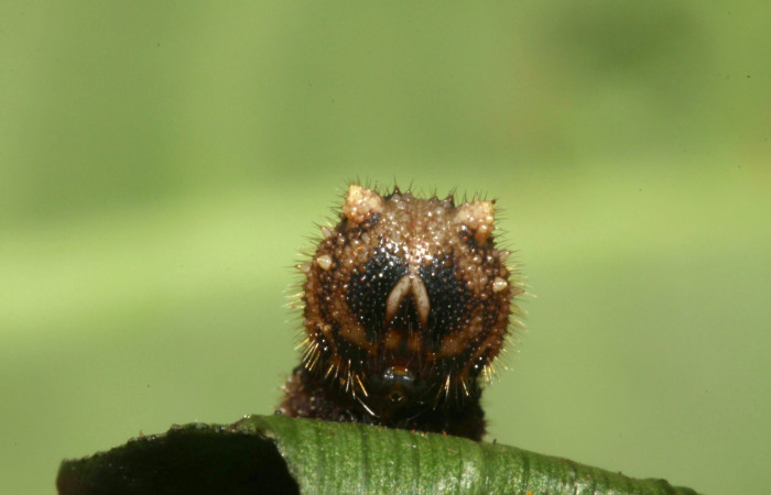 Fig.7. Larva de <i>Dulcedo polita</i></i> en posición lateral, mide 24 milímetros de longitud. Voucher : 12-SRNP-31483-DHJ485807.jpg.