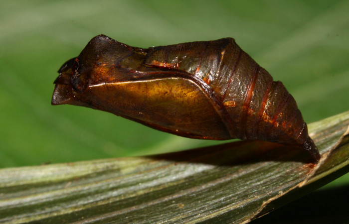 Fig.8. Pupa de <i>Dulcedo polita</i></i> en posición lateral, mide 20 milímetros de longitud. Voucher : 12-SRNP-31483-DHJ700161.jpg.