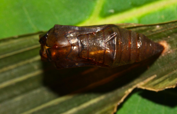 Fig.9. Pupa de <i>Dulcedo polita</i></i> en posición dorsal, mide 20 milímetros de longitud. Voucher : 12-SRNP-31483-DHJ700163.jpg.