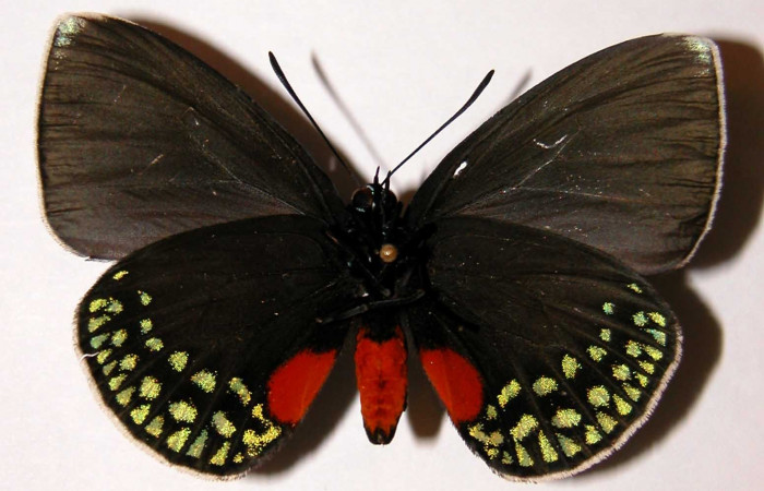 Figura 2. Macho de <i>Eumaeus godartii</i></i>. Vista ventral. Voucher: 00-SRNP-4416-DHJ34025. 56mm de longitud.