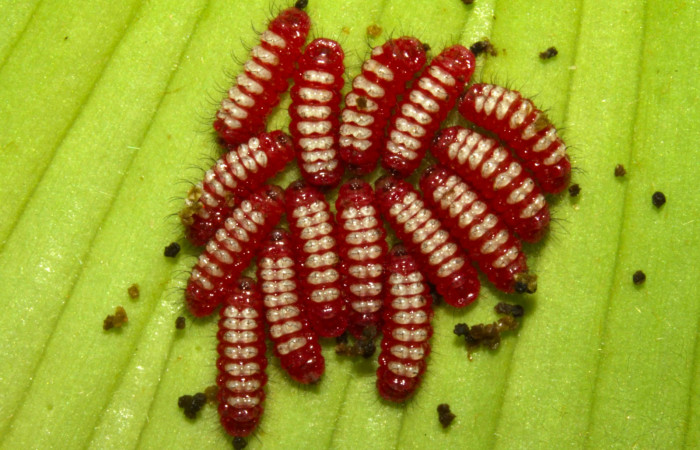 Figura 5. Larvas de <i>Eumaeus godartii</i></i>. Voucher: 13-SRNP-31405-DHJ701620.jpg 5mm de longitud