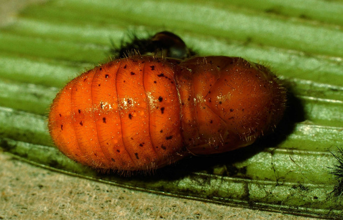 Figura 9. Pupa de <i>Eumaeus godartii</i></i>. Voucher: 95-SRNP-602-DHJ22011.jpg. Vista dorsal