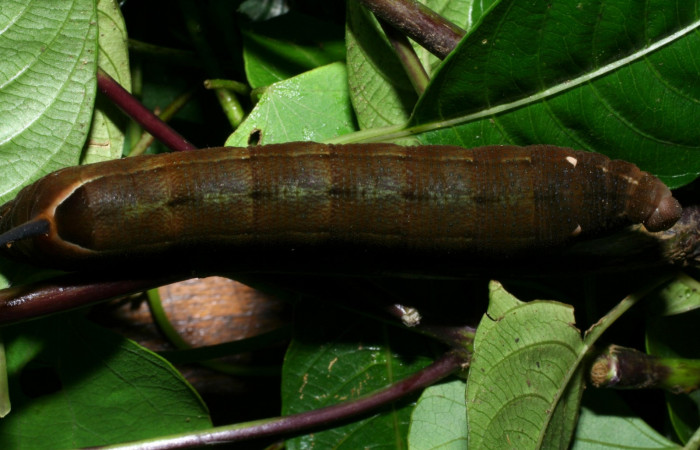 Fig. 11. Larva U estadío <i>Xylophanes rhodina</i></i>, posición dorsal. Area de Conservación Guanacaste, Sector Cacao, Sendero Cima, elevación 1460 m.s.n.m.  (08-SRNP-36078-DHJ441506.jpg).