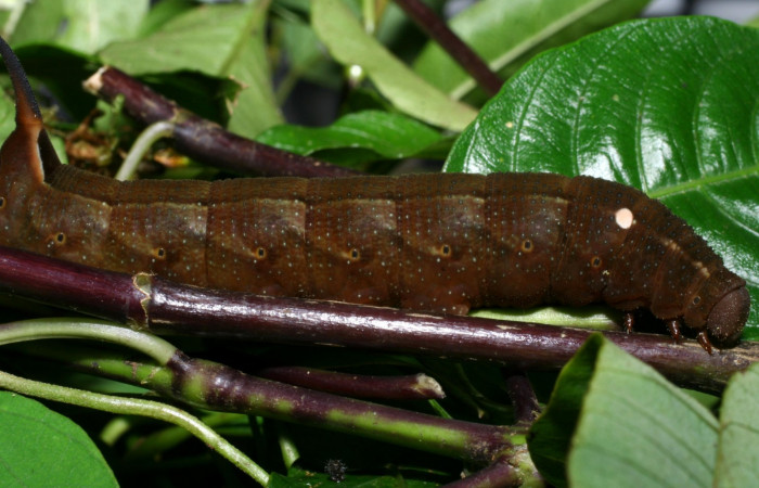 Fig. 12. Larva U estadío <i>Xylophanes rhodina</i></i>, posición lateral. Area de Conservación Guanacaste, Sector Cacao, Sendero Cima, elevación 1460 m.s.n.m.  (08-SRNP-36078-DHJ441507.jpg).