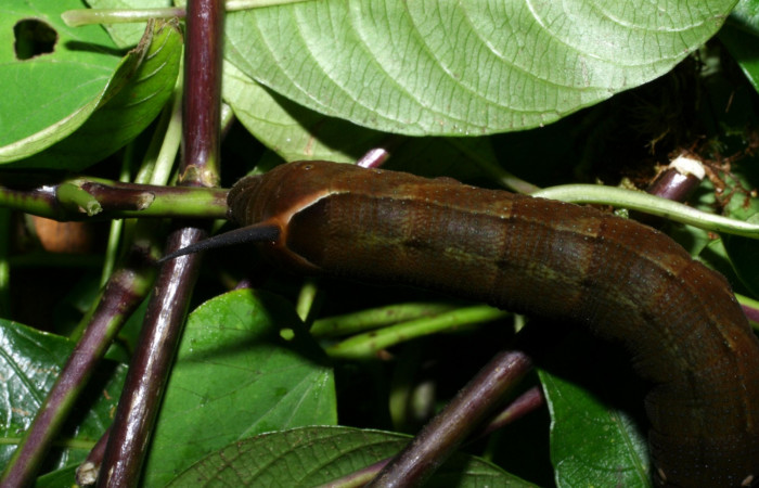 Fig. 13. Larva U estadío <i>Xylophanes rhodina</i></i>, posición trasera. Area de Conservación Guanacaste, Sector Cacao, Sendero Cima, elevación 1460 m.s.n.m.  (08-SRNP-36078-DHJ441510.jpg).