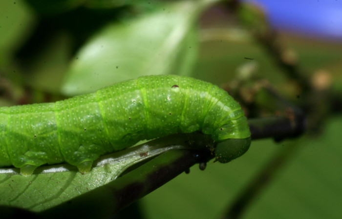 Fig. 5. Larva PPU estadío <i>Xylophanes rhodina</i></i>, posición lateral. Area de Conservación Guanacaste, Sector Cacao, Sendero Cima, elevación 1460 m.s.n.m.  (08-SRNP-36078-DHJ441517.jpg).