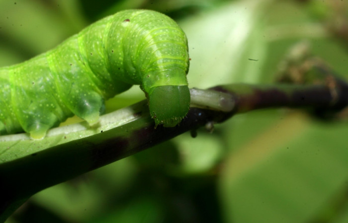 Fig. 6. Larva PPU estadío <i>Xylophanes rhodina</i></i>, posición frontal. Area de Conservación Guanacaste, Sector Cacao, Sendero Cima, elevación 1460 m.s.n.m.  (08-SRNP-36078-DHJ441518.jpg).