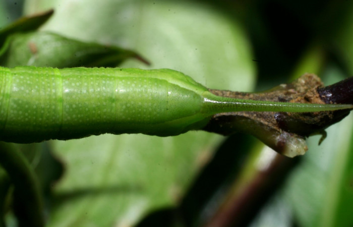 Fig. 7. Larva PPU estadío <i>Xylophanes rhodina</i></i>, posición trasera. Area de Conservación Guanacaste, Sector Cacao, Sendero Cima, elevación 1460 m.s.n.m.  (08-SRNP-36078-DHJ441520.jpg).