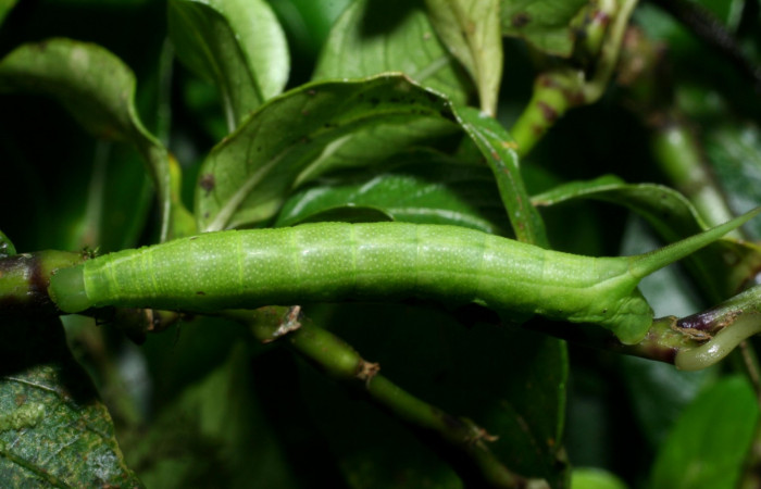 Fig. 4. Larva PPU estadío <i>Xylophanes rhodina</i></i>, posición dorsal. Area de Conservación Guanacaste, Sector Cacao, Sendero Cima, elevación 1460 m.s.n.m.  (08-SRNP-36078-DHJ441524.jpg).
