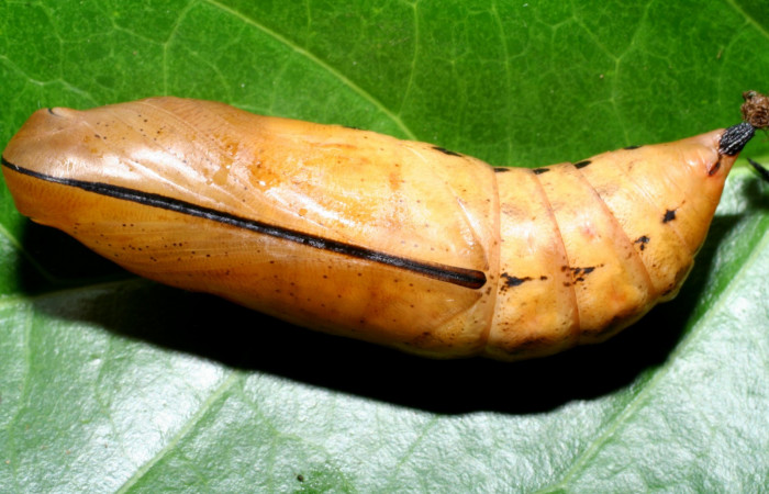 Fig. 20. Pupa <i>Xylophanes rhodina</i></i>, posición ventral. Area de Conservación Guanacaste, Sector Cacao, Sendero Cima, elevación 1460 m.s.n.m.  (08-SRNP-36078-DHJ446352.jpg).