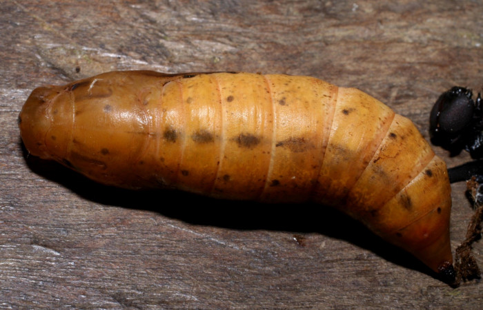 Fig. 19. Pupa <i>Xylophanes rhodina</i></i>, posición dorsal. Area de Conservación Guanacaste, Sector Cacao, Sendero Cima, elevación 1460 m.s.n.m.  (08-SRNP-36078-DHJ446355.jpg).
