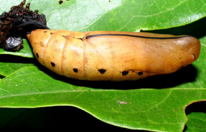 Fig. 21. Pupa <i>Xylophanes rhodina</i></i>, posición ventral. Area de Conservación Guanacaste, Sector Cacao, Sendero Cima, elevación 1460 m.s.n.m.  (08-SRNP-36078-DHJ446360.jpg).